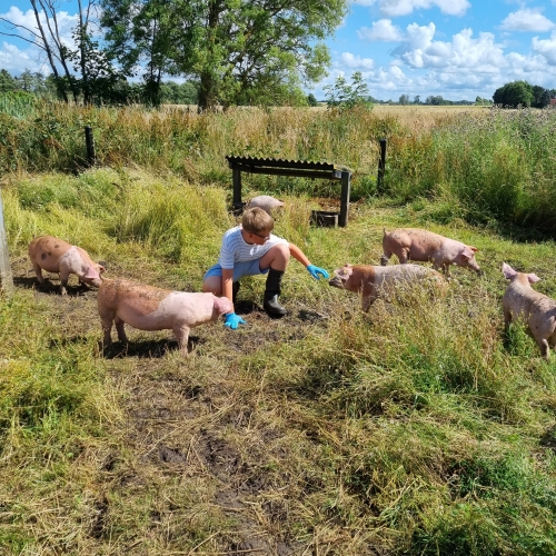 En sommerdag i baghaven med de glade grise